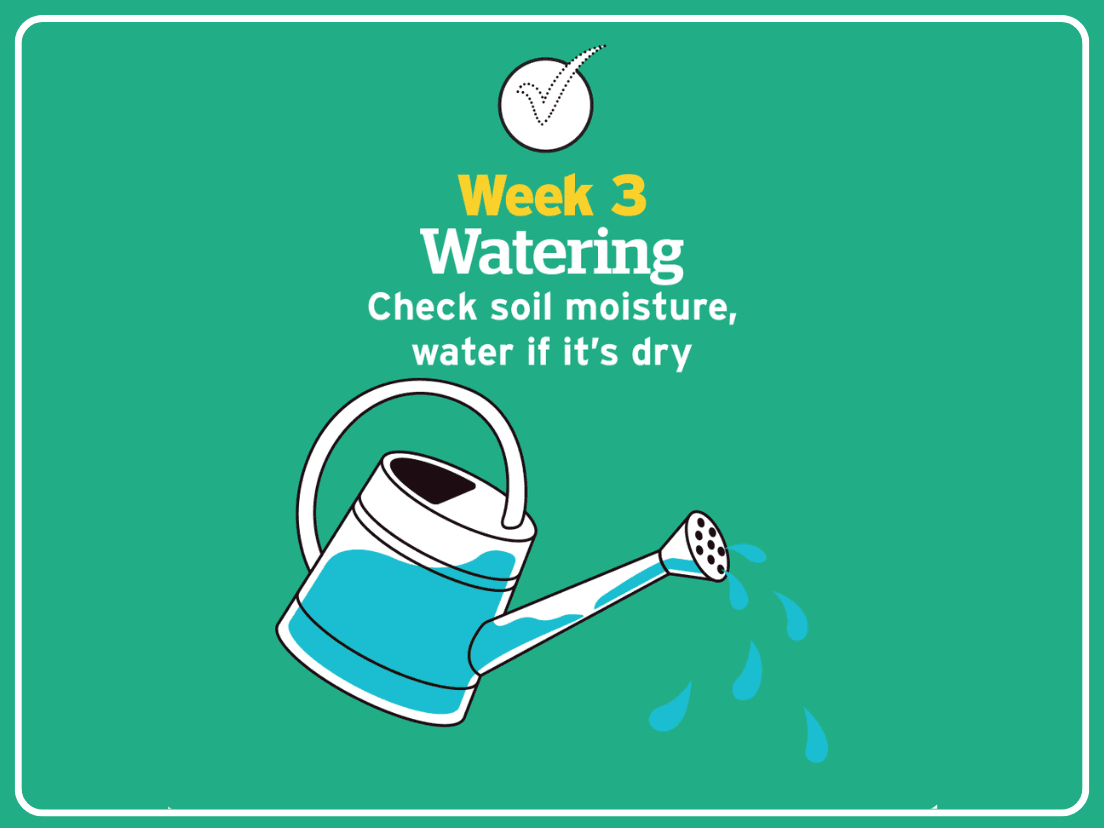 You did it, you've watered your seedlings!