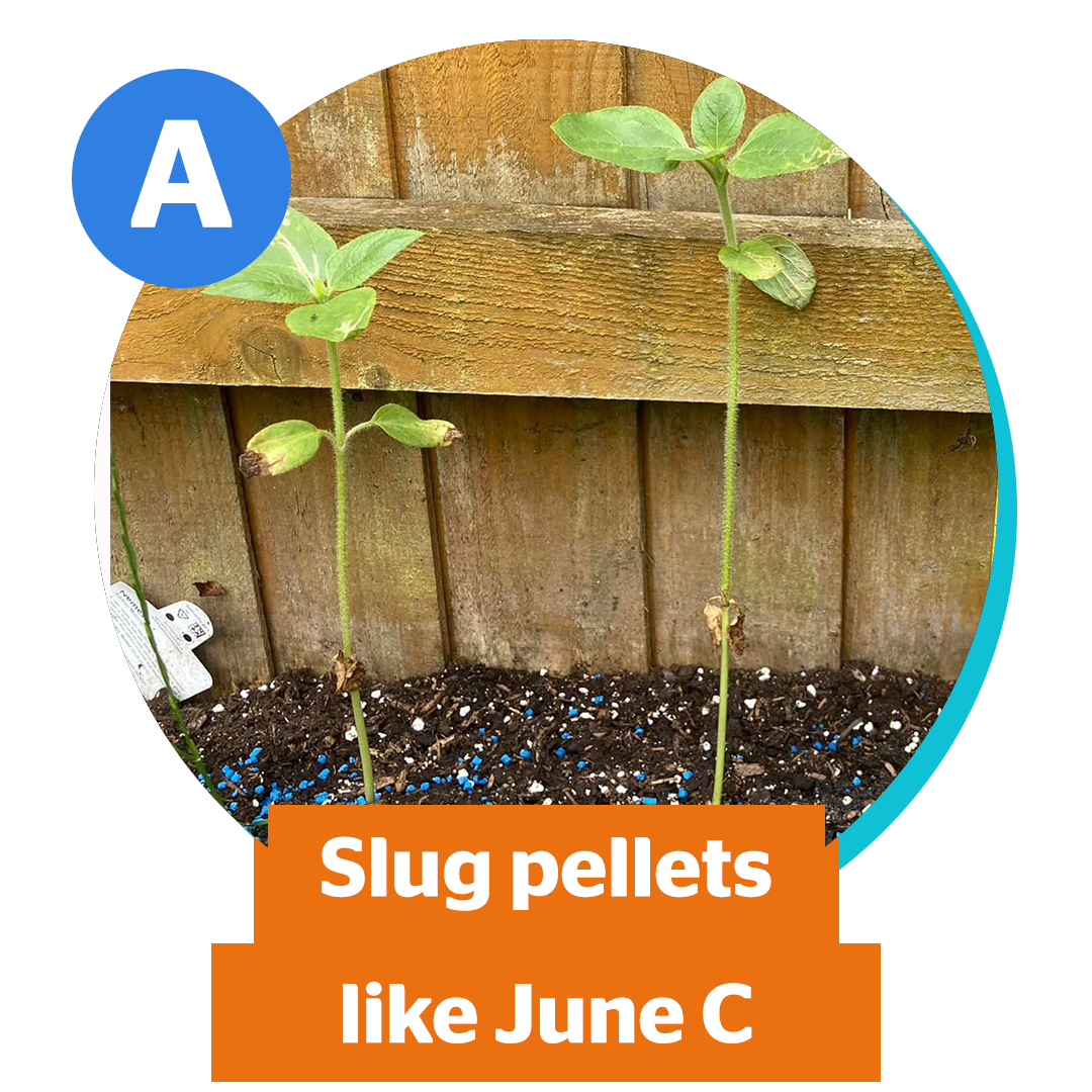 A) Slug pellets like June C