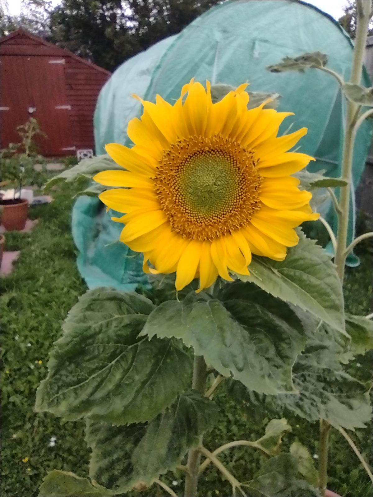 Geraint O - Sunflower selfie