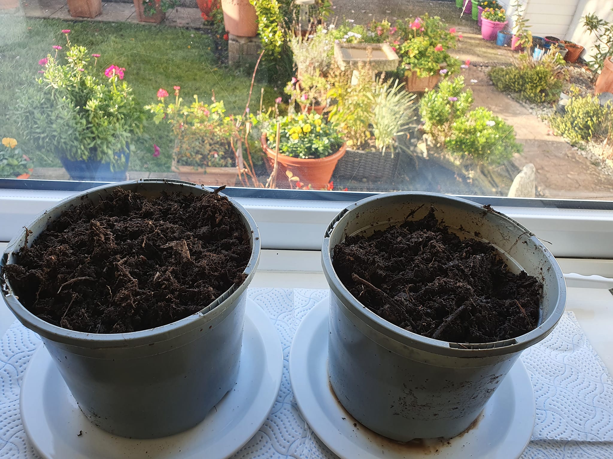 Andrew R - Basil seeds planted.17th November 21