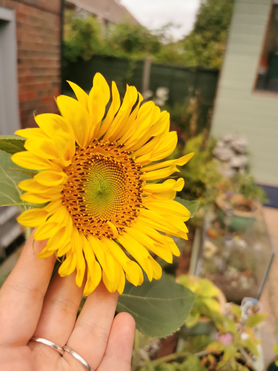 Anna S' sunflower