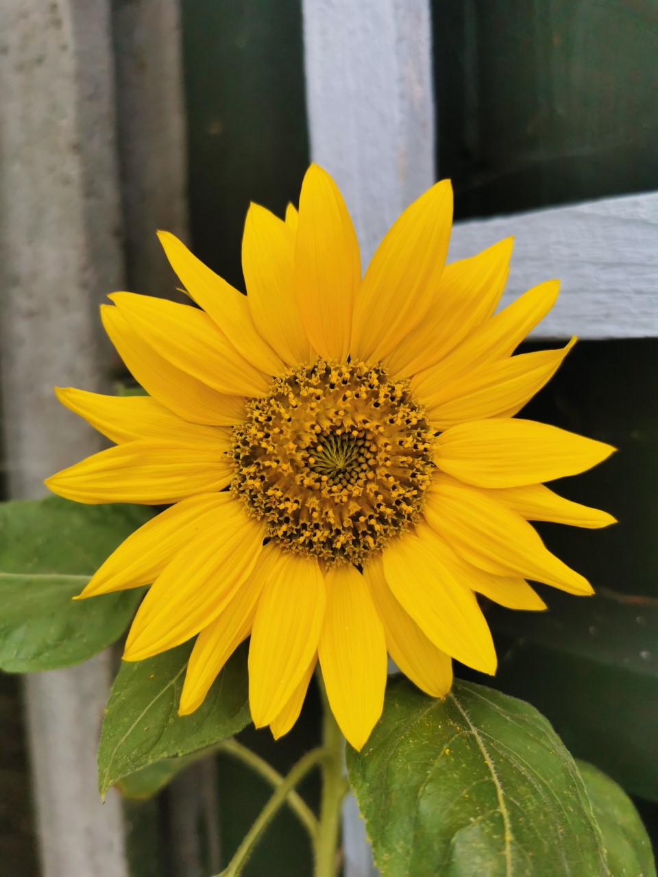 Anna S' sunflower