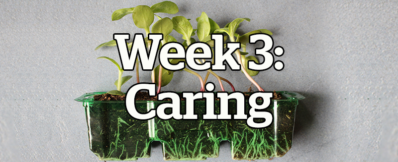 Week 3: Caring - https://www.togethertv.com/sunflower-challenge-caring