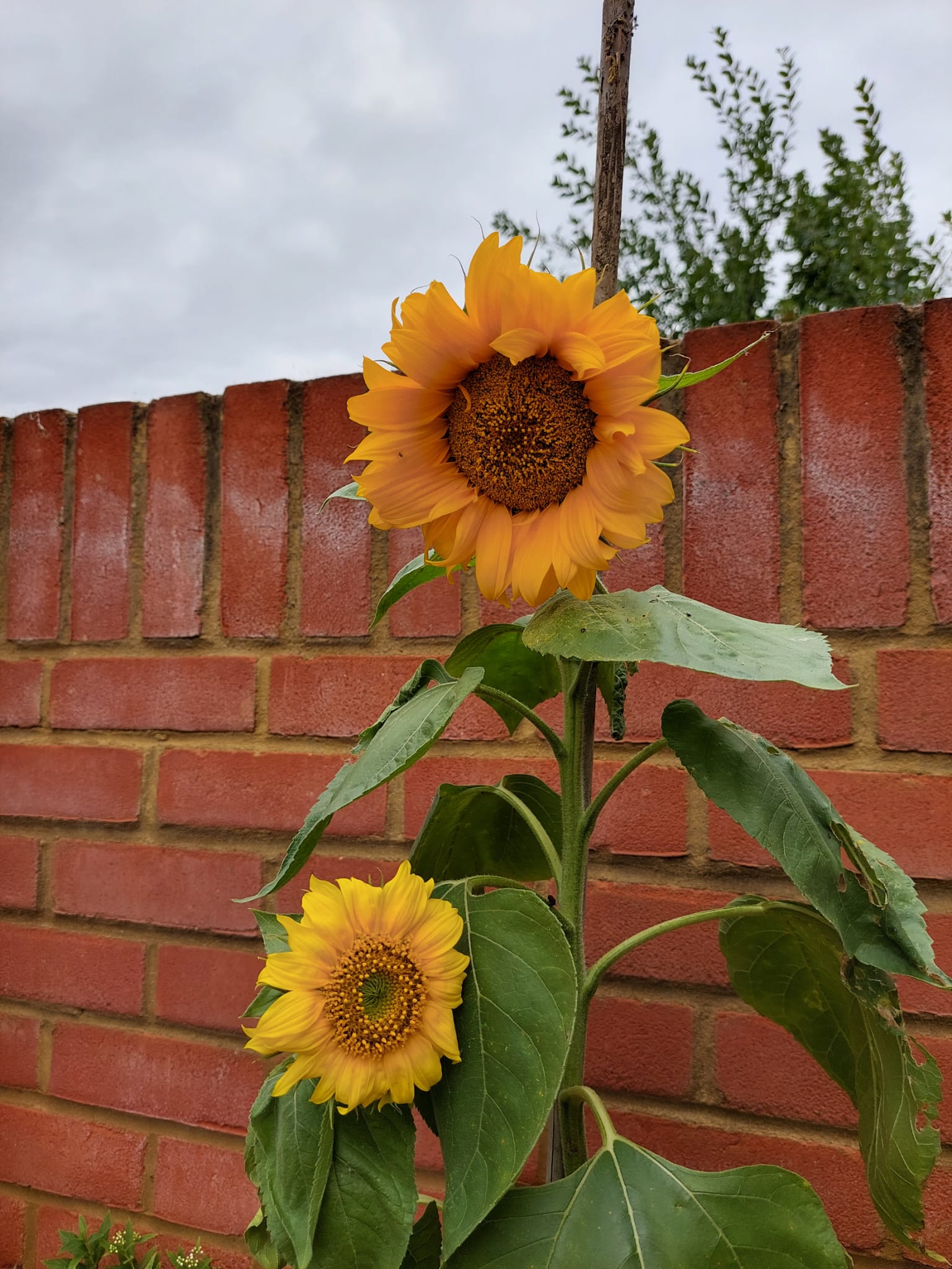 Carly and Elisha - the 2 sunflowers we grew. They have certainly gained a lot of attention in our shared garden as the neighbours have all said