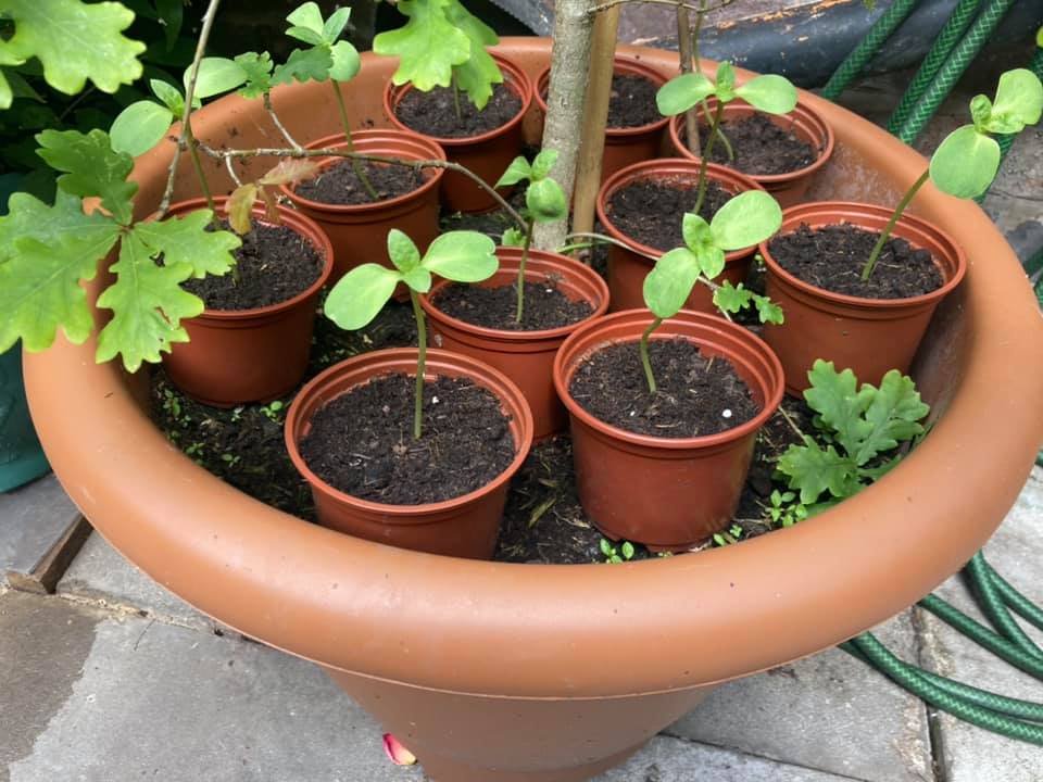 Carole Ann O - Two weeks old now - potted them on deep, as they were going leggy, and they are enjoying being out in the sun, sheltered by an oak sapling