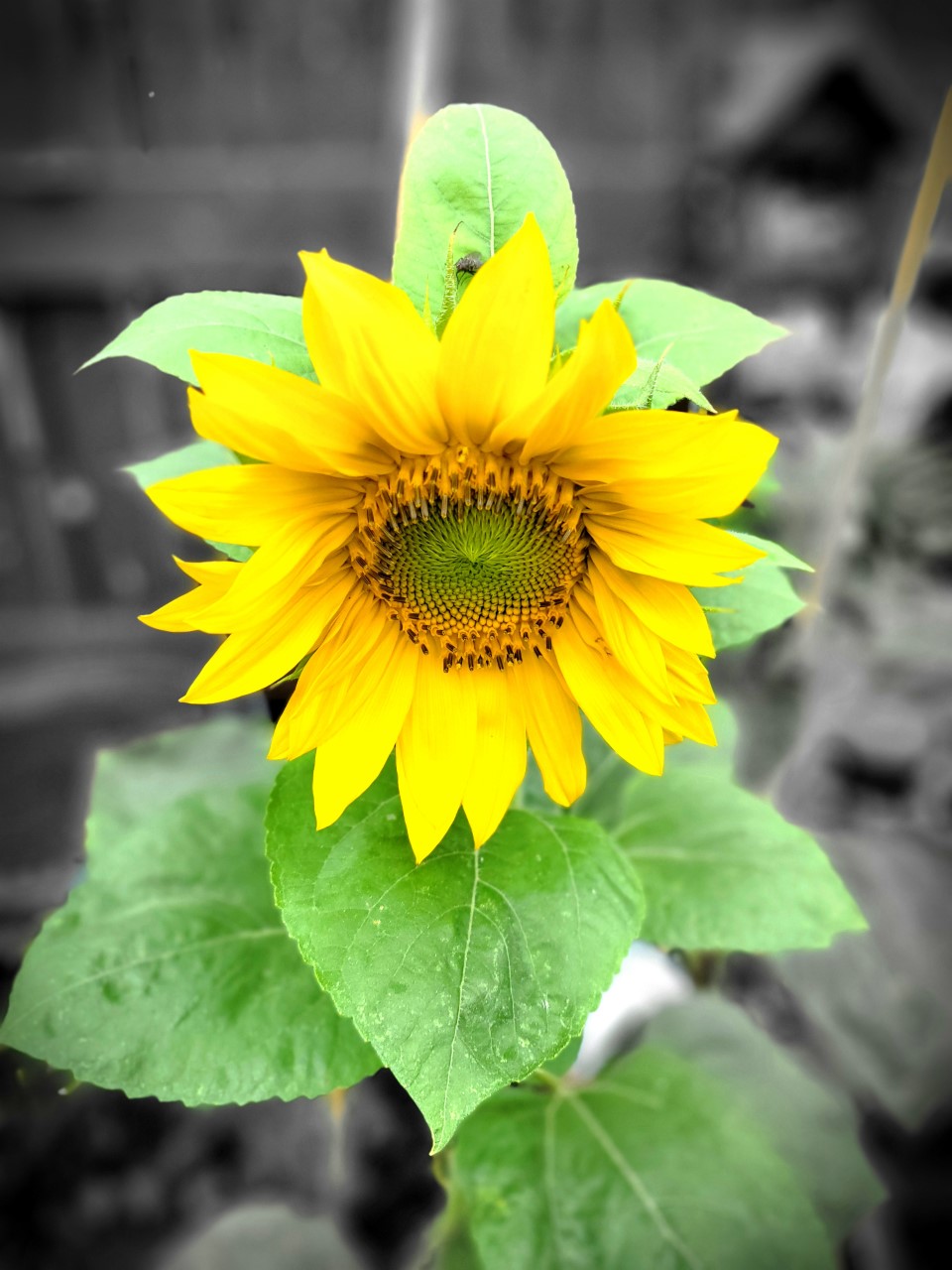 Caroline G - Please see my beautiful sunflowers