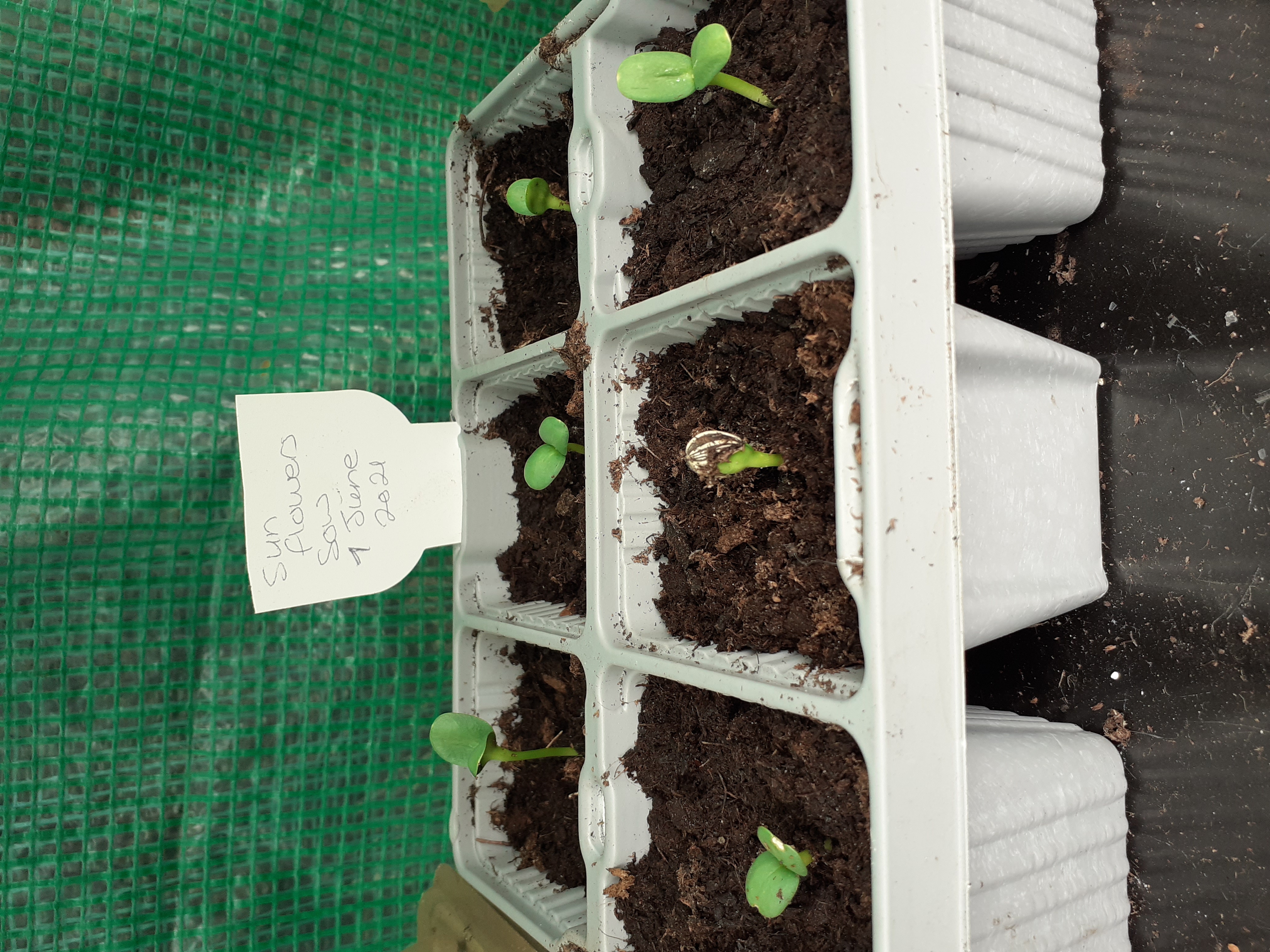 Derek & Karen W - Send seedling growing within 4 days. All 10 sunflowers growing.