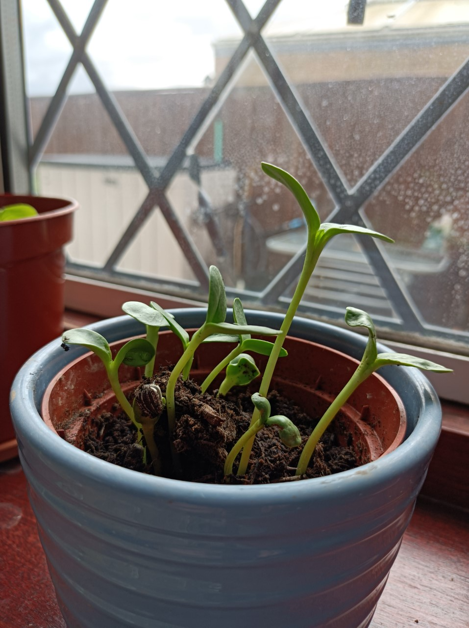 Emma S - Here's a picture of how my sunflowers are getting on. The tallest is measuring 9cm!