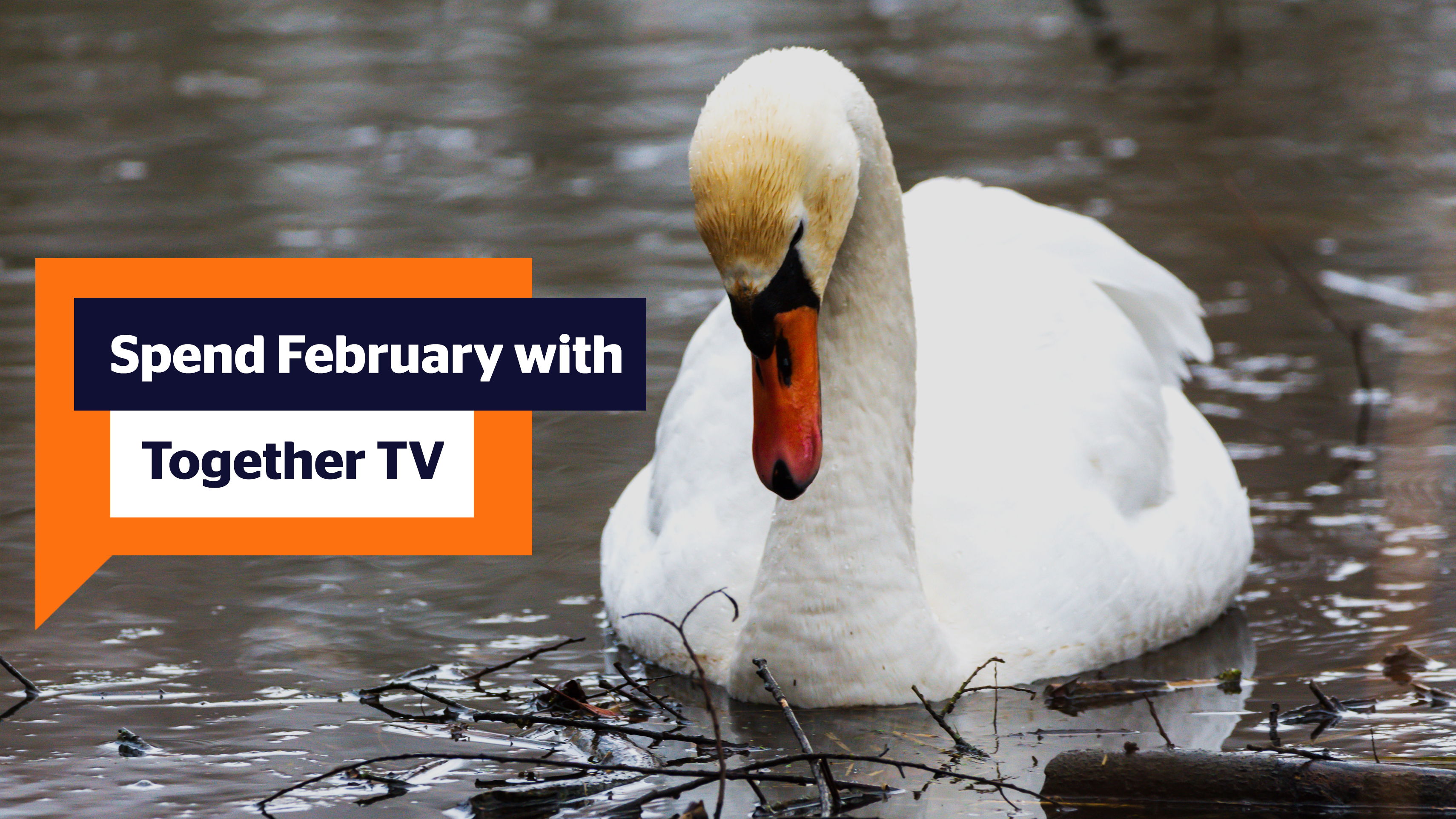 Swan. Spend February with Together TV