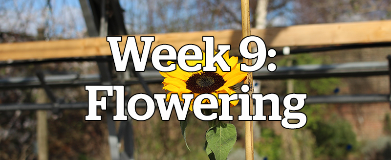 Week 9: Flowering