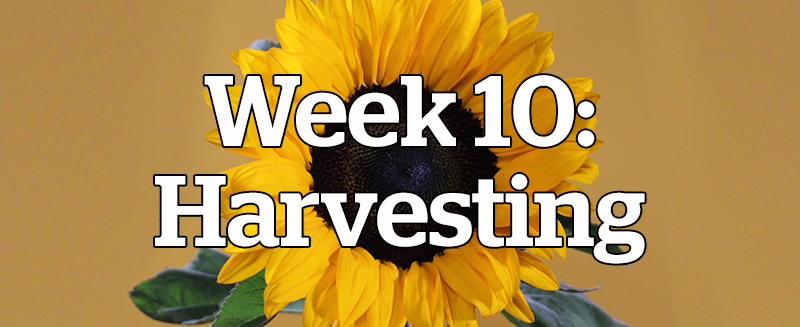 Week 10: Harvesting
