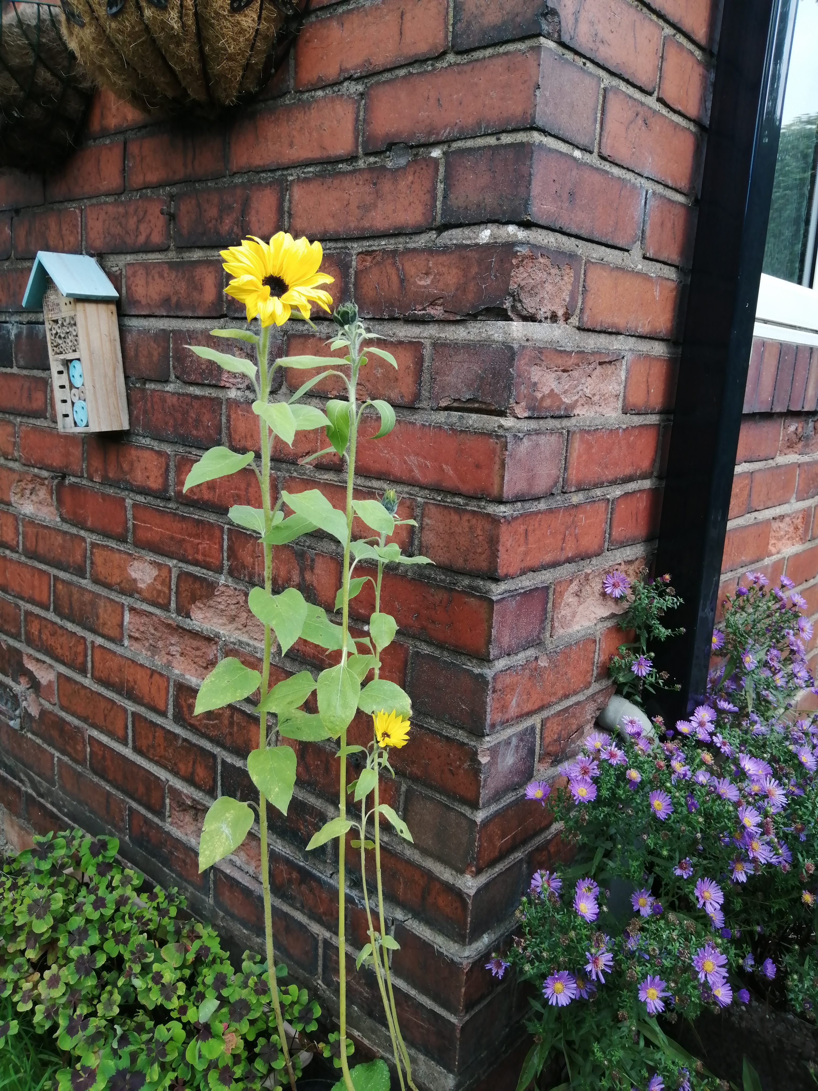 say thank you for my sunflower seeds they have finally flowered here they are