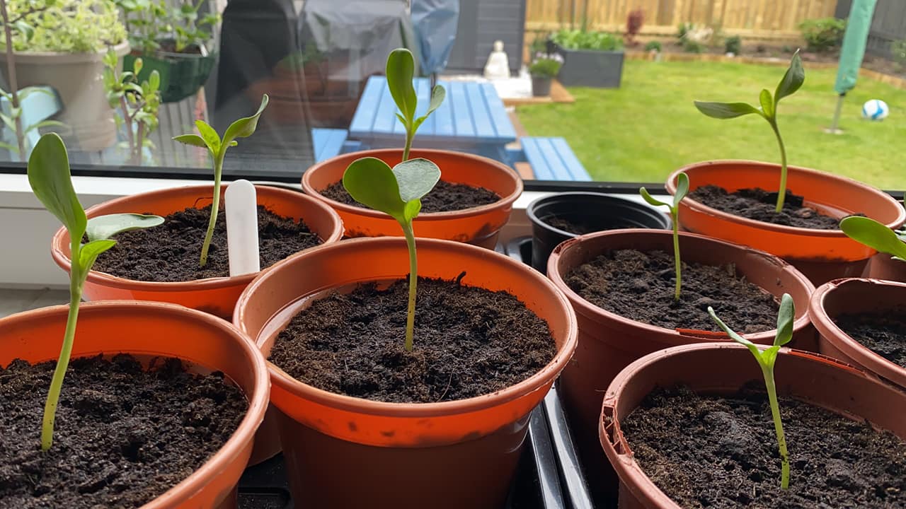 Rita J R -Exactly 10 days since I planted seeds & have already had to put them into deeper pots yesterday & today they have shot up again!