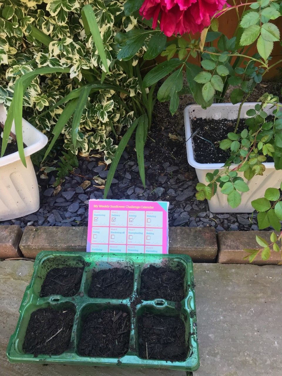 Jackie L - All planted and watered…… here goes