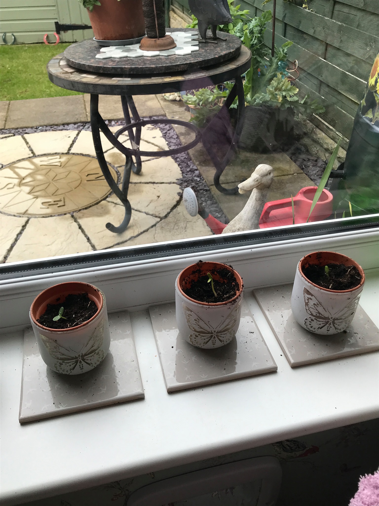 Jenny C - Coming along well, so proud of my little seedlings