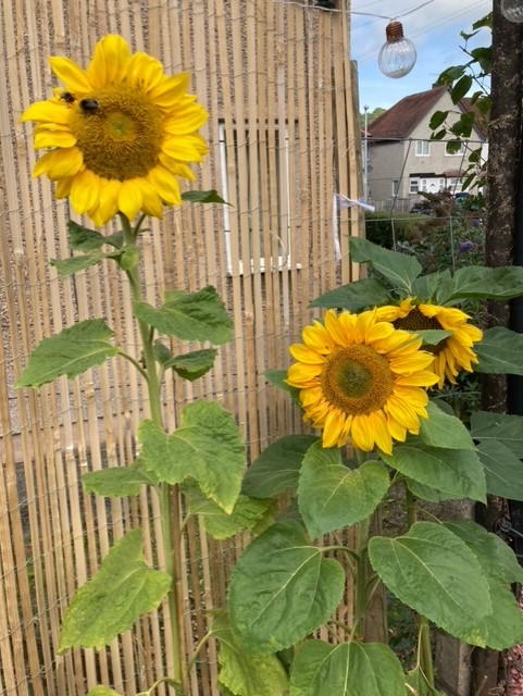 Karen B - Thank you so much for allowing me to do the sunflower challenge again this year. I have loved it, they are beautiful and the bees think so too.