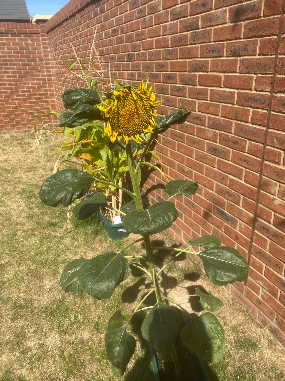 Luk G - Please see my photo of my sunflower below!