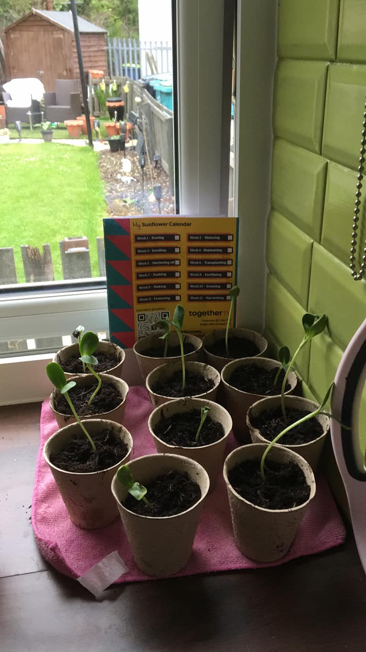 Margaret W S -Here are my sun flowers1 week on loving watch them grow