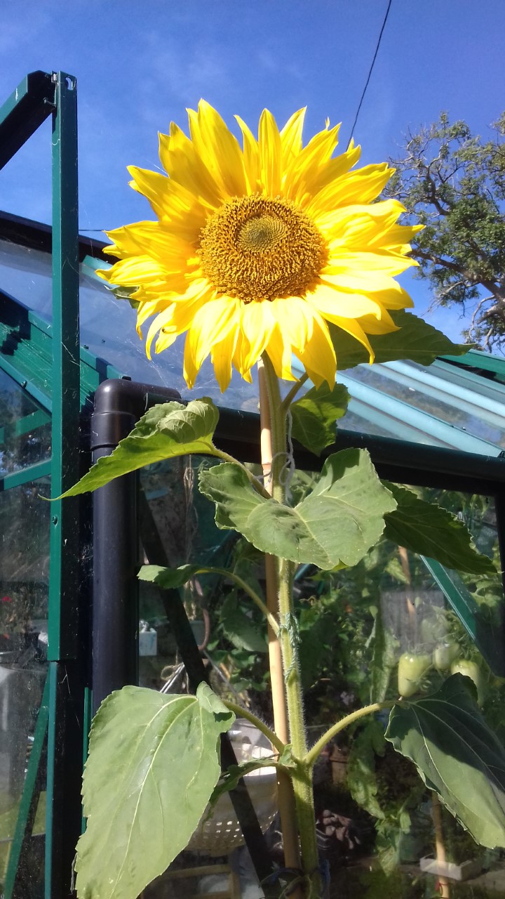 NIa J - here are my sunflowers – some were 7ft tall 2