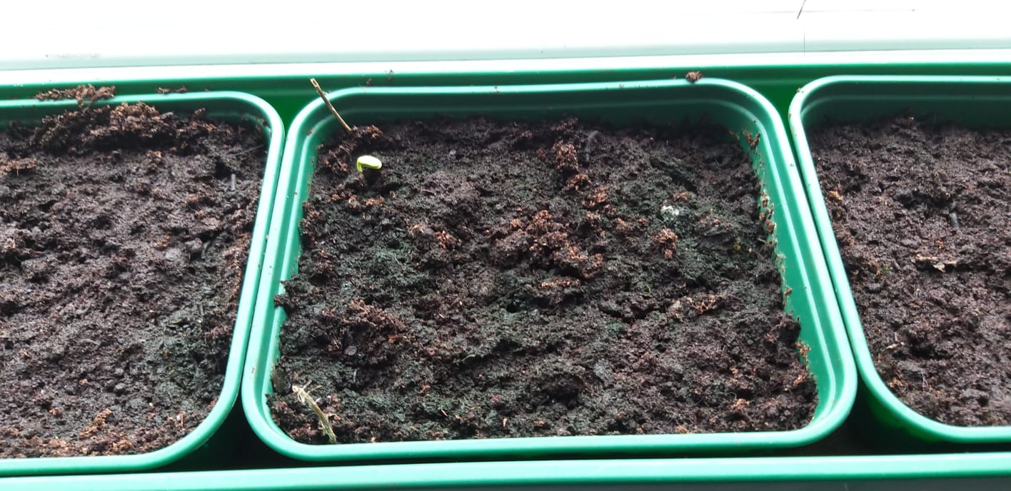 Natalie T - sown the seeds. In the middle tray