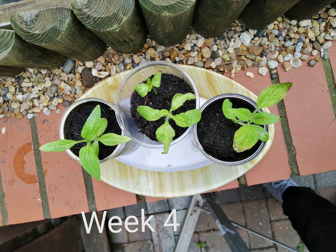 Neri H - Today is week 4 for us and this is how our sunflower growing.