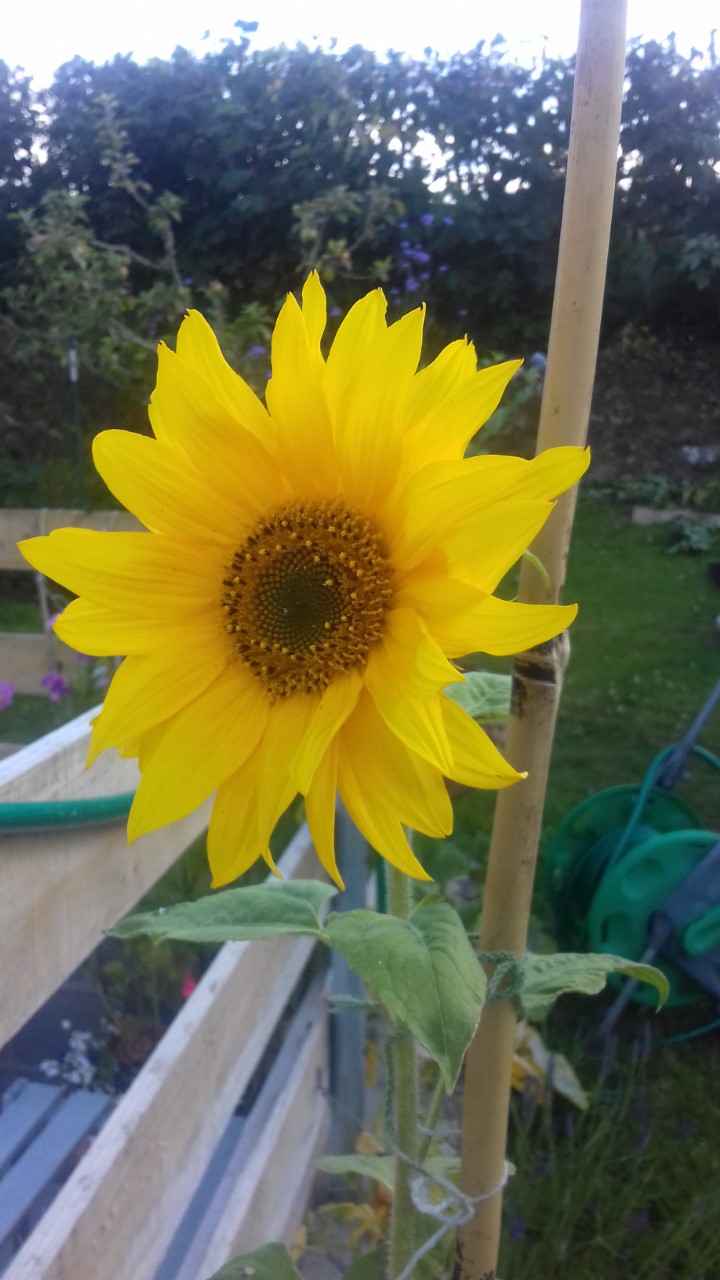 Nia J - here are my sunflowers – some were 7ft tall.