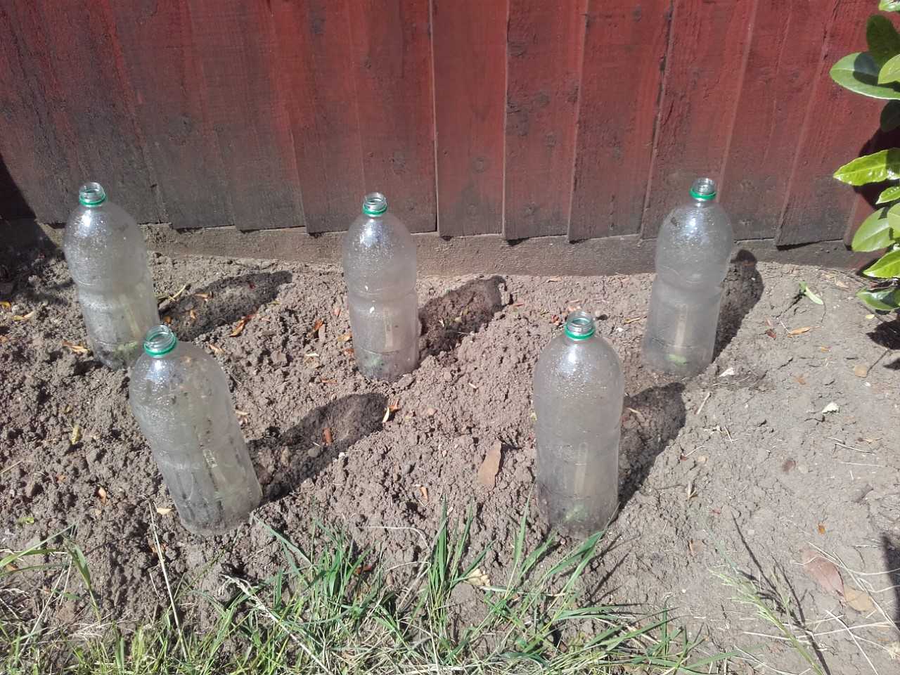 Nikki The weather has been perfect, so I planted them straight into the outdoor soil. The bottles are just to stop the birds and squirrels eating them.
