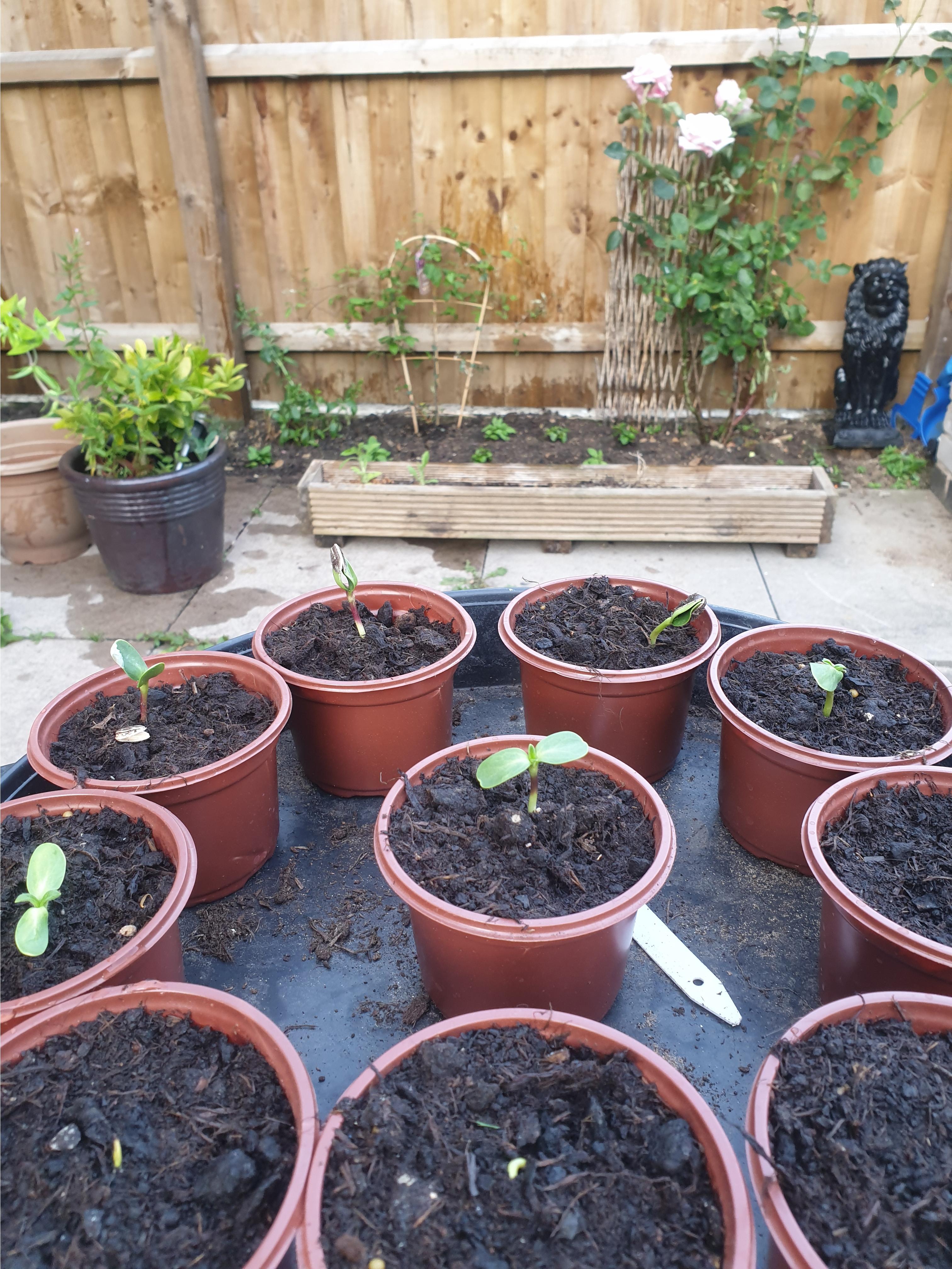 Omnia H - my sunflowers are growing