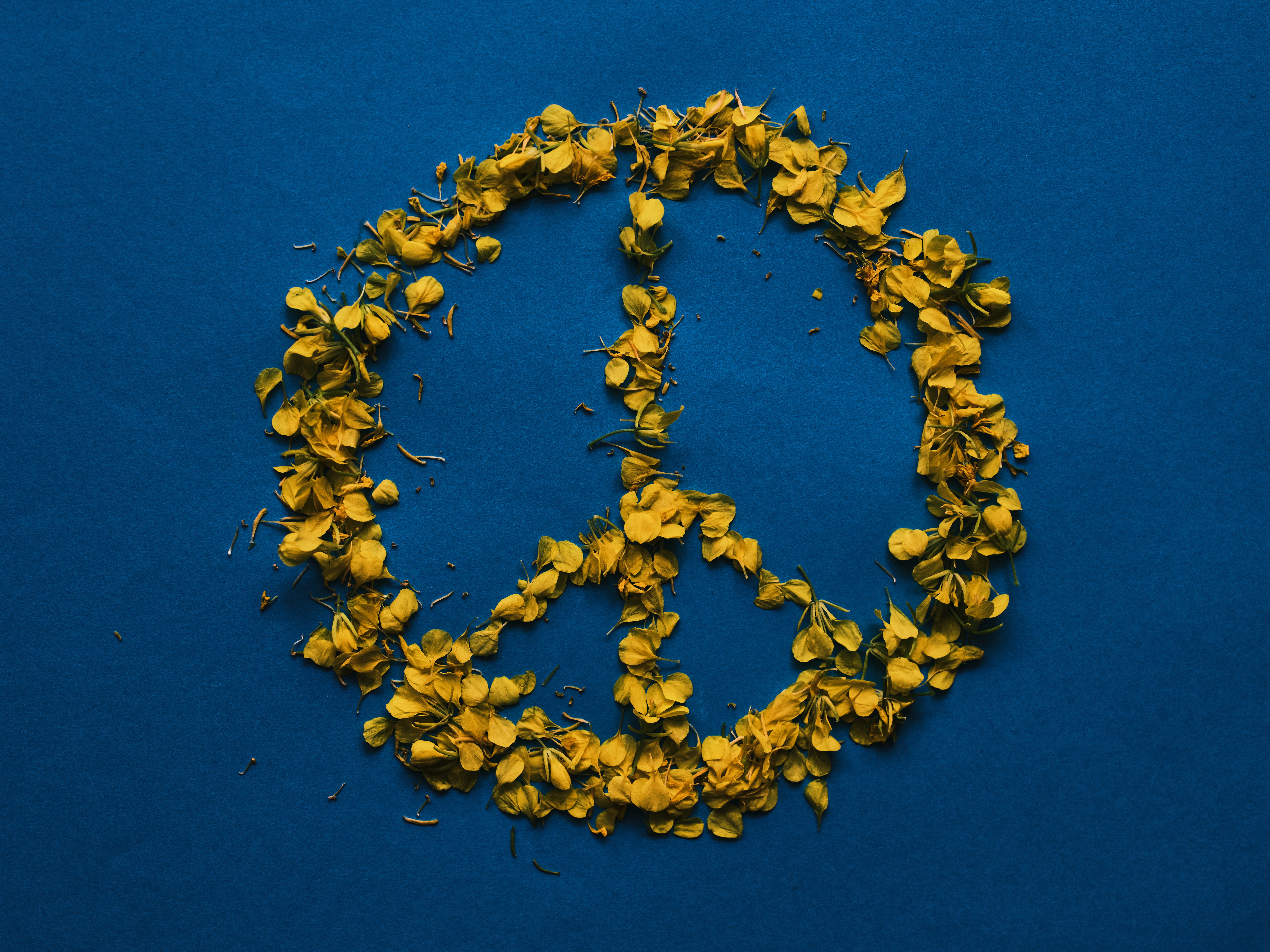 Peace symbol made out of yellow petals on a blue background (Photo by Engin Akyurt from Pexels)
