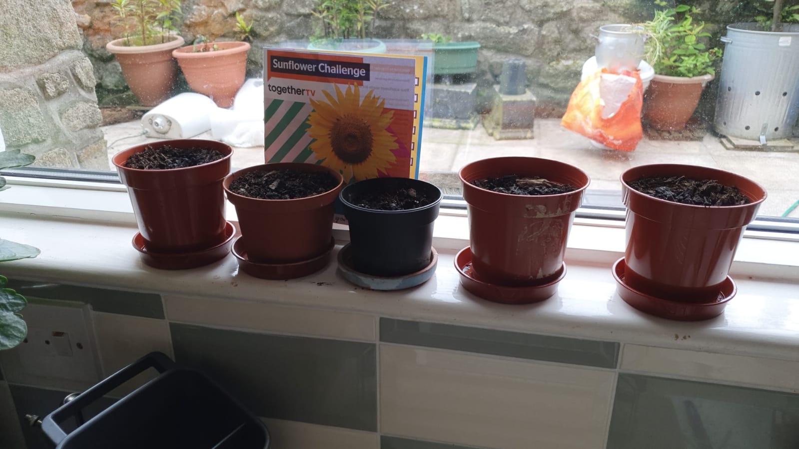 Peter D - My 5 sunflower seeds sown today