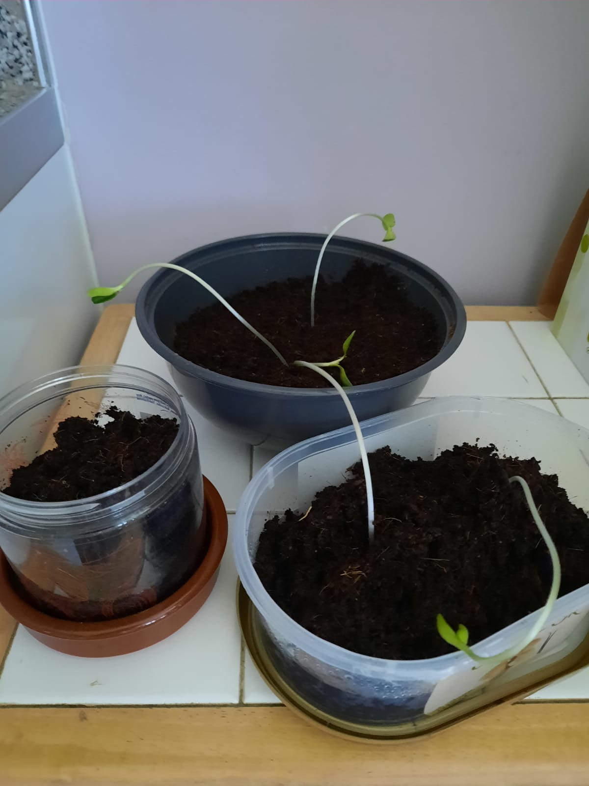 Phuong L - Sunflower (5 seeds) 1 week, 2 days
