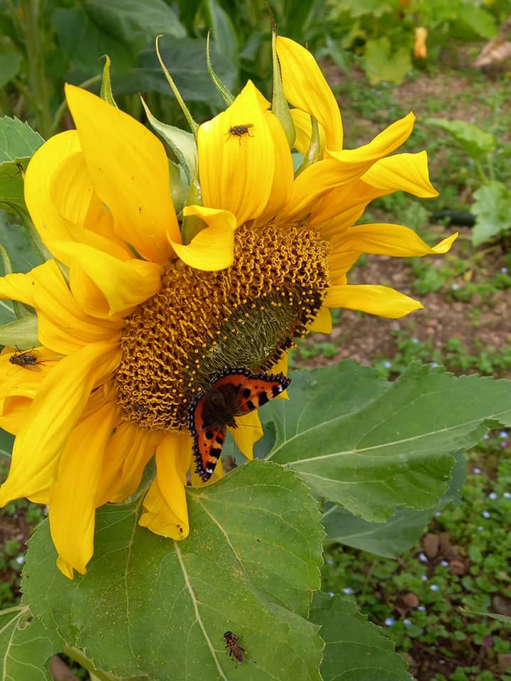 A painted lady butterfly on Rachel B's sunflower