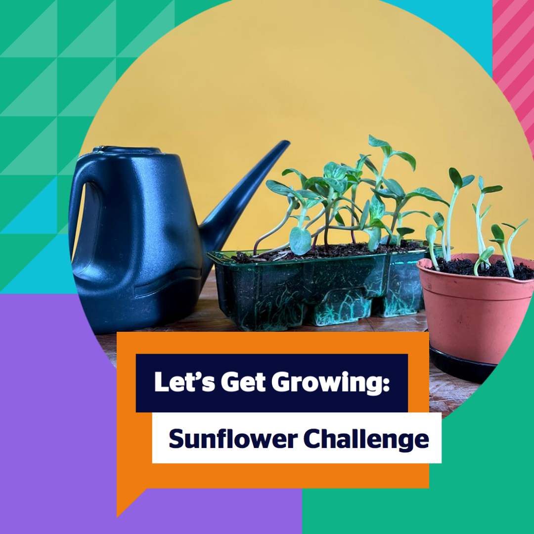 Photo of a watering can and sunflower seedlings on a yellow backdrop. Speech bubble says: Let's get growing: sunflower challenge