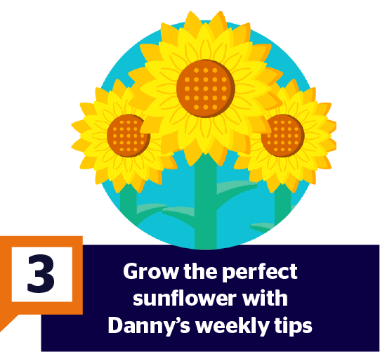 Step 3: Grow the perfect sunflower with Danny's weekly tips