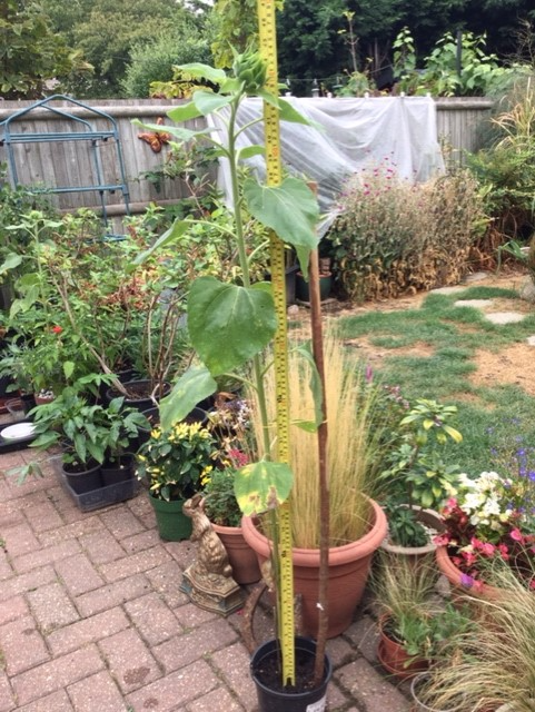 Sandie W - Growing well, 45inches tall. Well pleased.