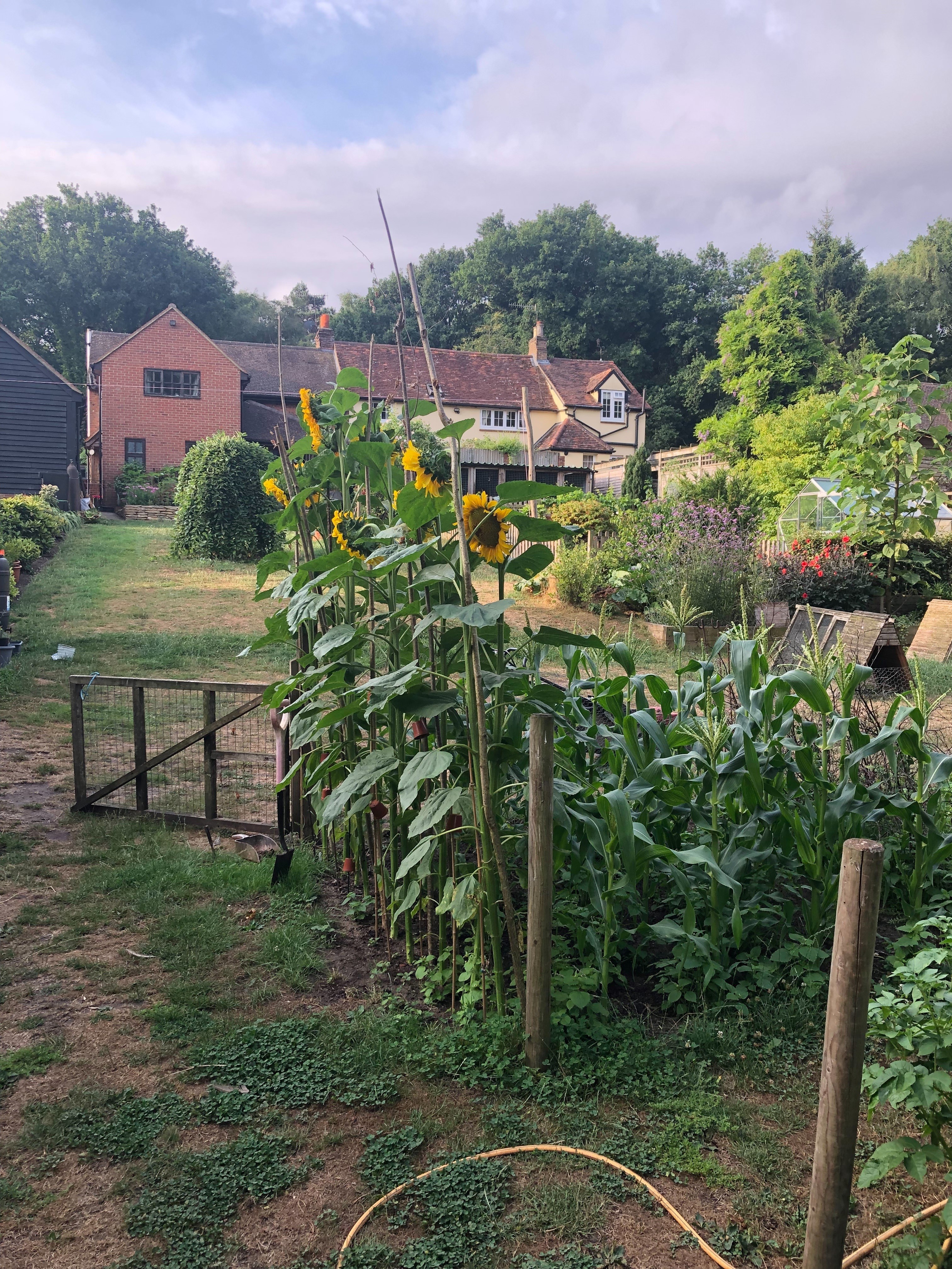 Sonia H - we have really enjoyed growing our sunflowers