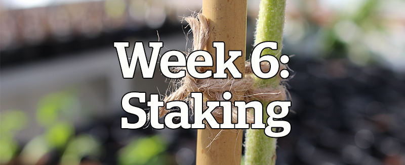 Week 6: Staking