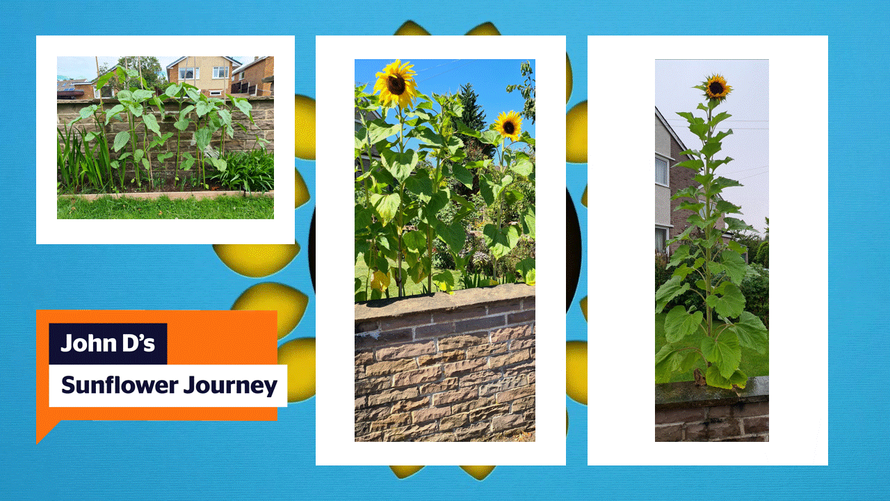 A gif with the sunflower growth journeys from last year from Sandra, Jacki and John