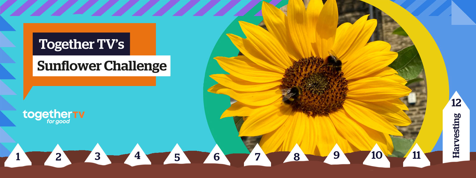 SUNFLOWER CHALLENGE 2023: WEEK 12 - Harvesting