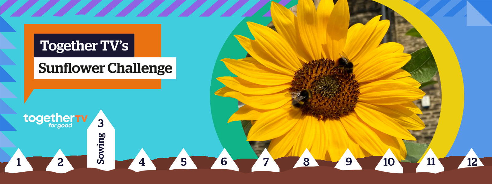 Together TV's Sunflower Challenge - week 3: sowing