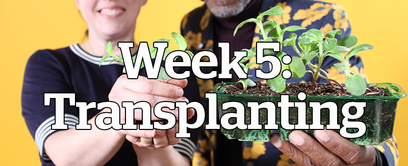 Week 5: Transplanting