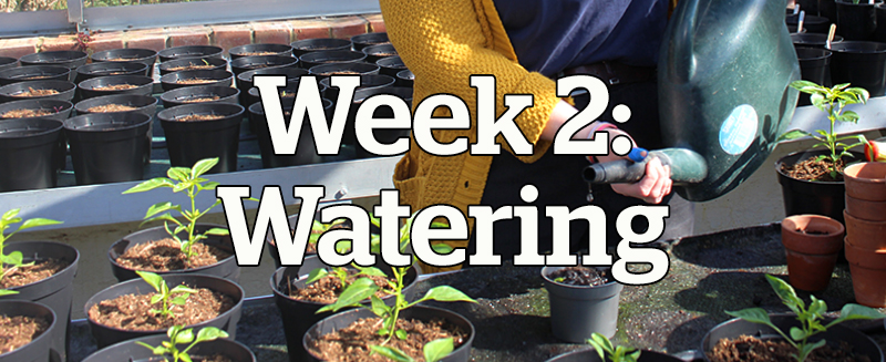 Week 2: Watering