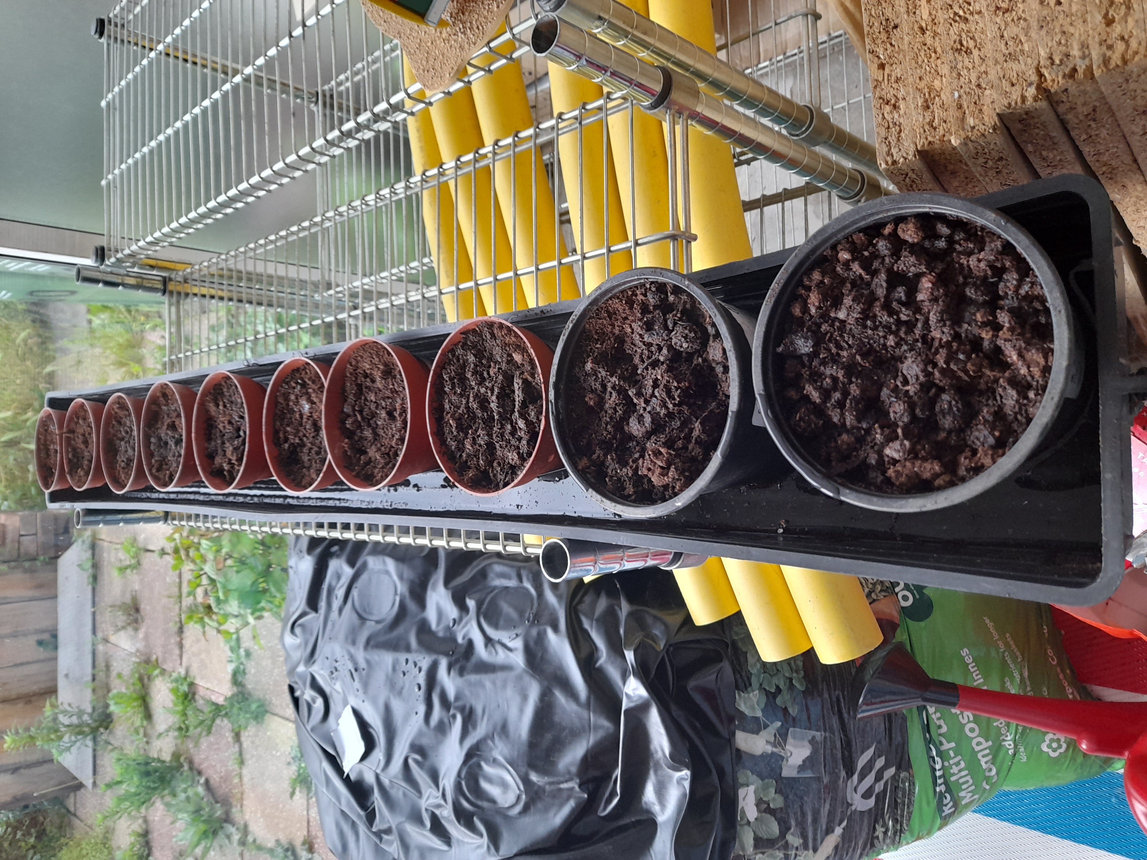 Week one, all planted up for the sunflower  challenge Dawn G.
