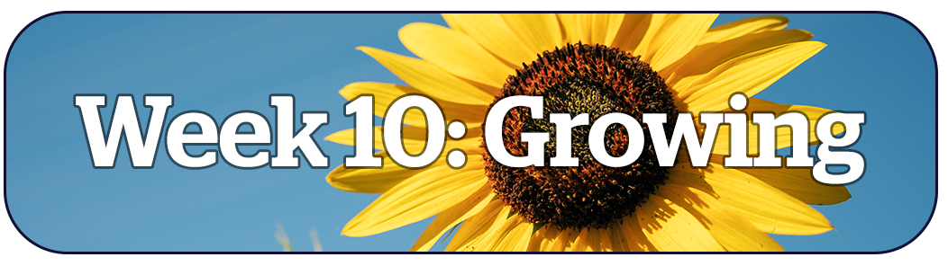 Week 10 : https://www.togethertv.com/sunflower-challenge-week-10-growing
