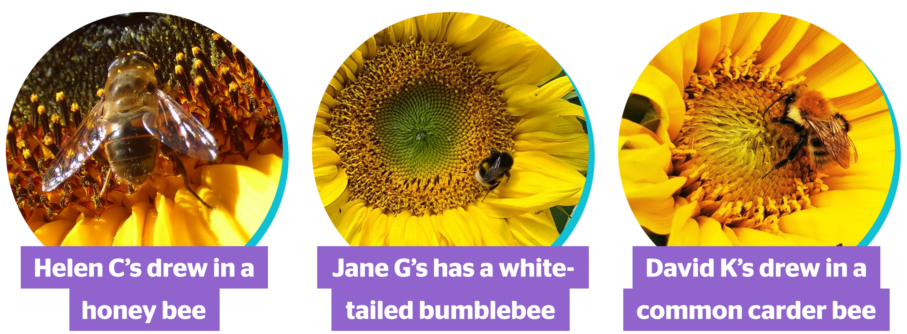 Helen C shared a photo of a honey bee. Jane G shared a white-tailed bumblebee. David K shared a common carder bee.