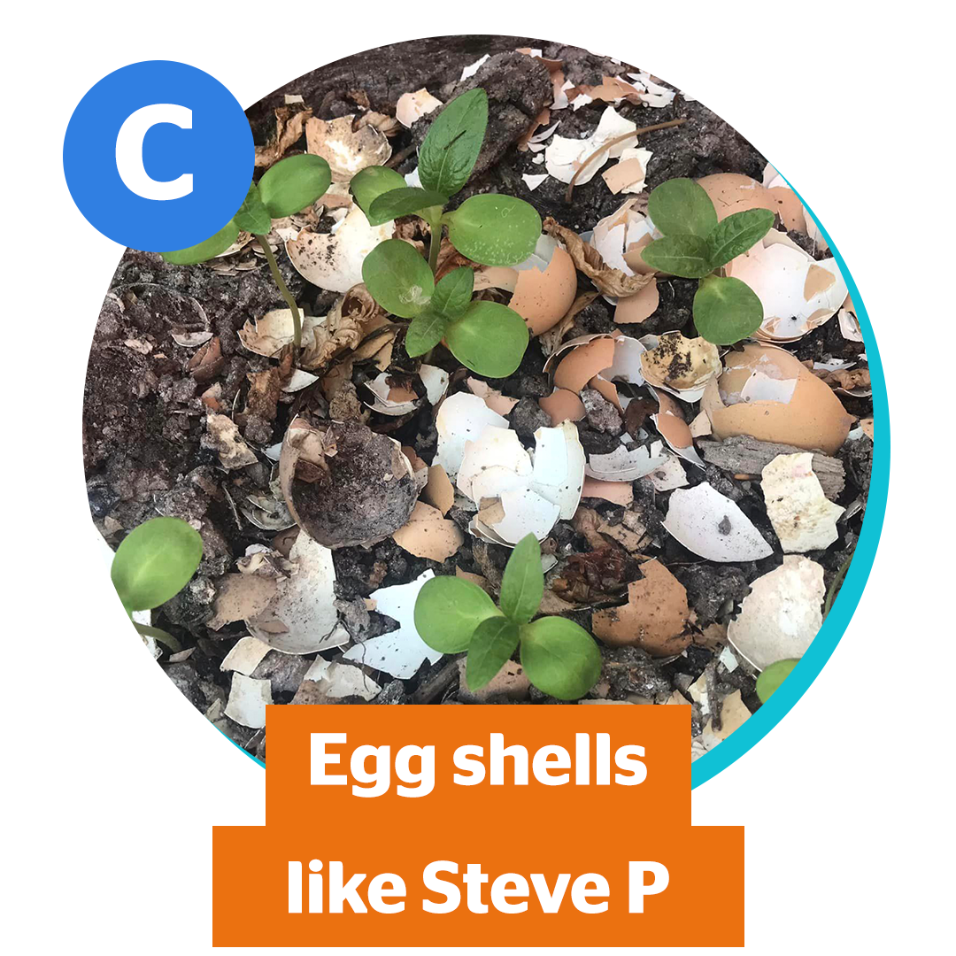 C) Egg shells like Steve P
