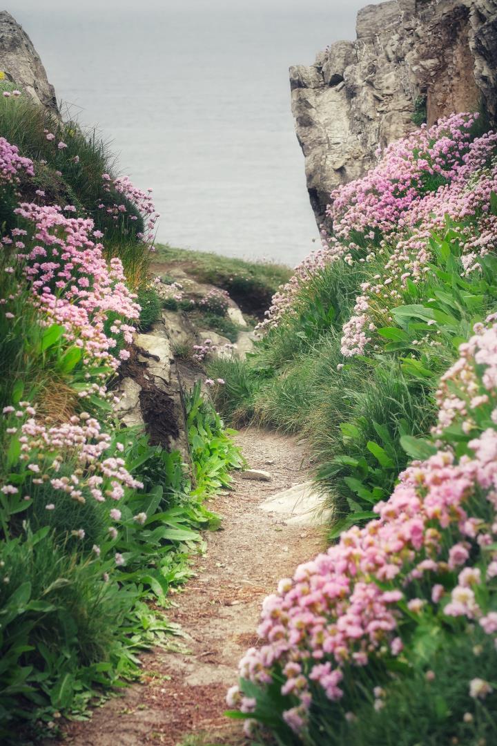 Cornish Coastal Path with pink flowers. Photo credit George Hiles via Unsplash
