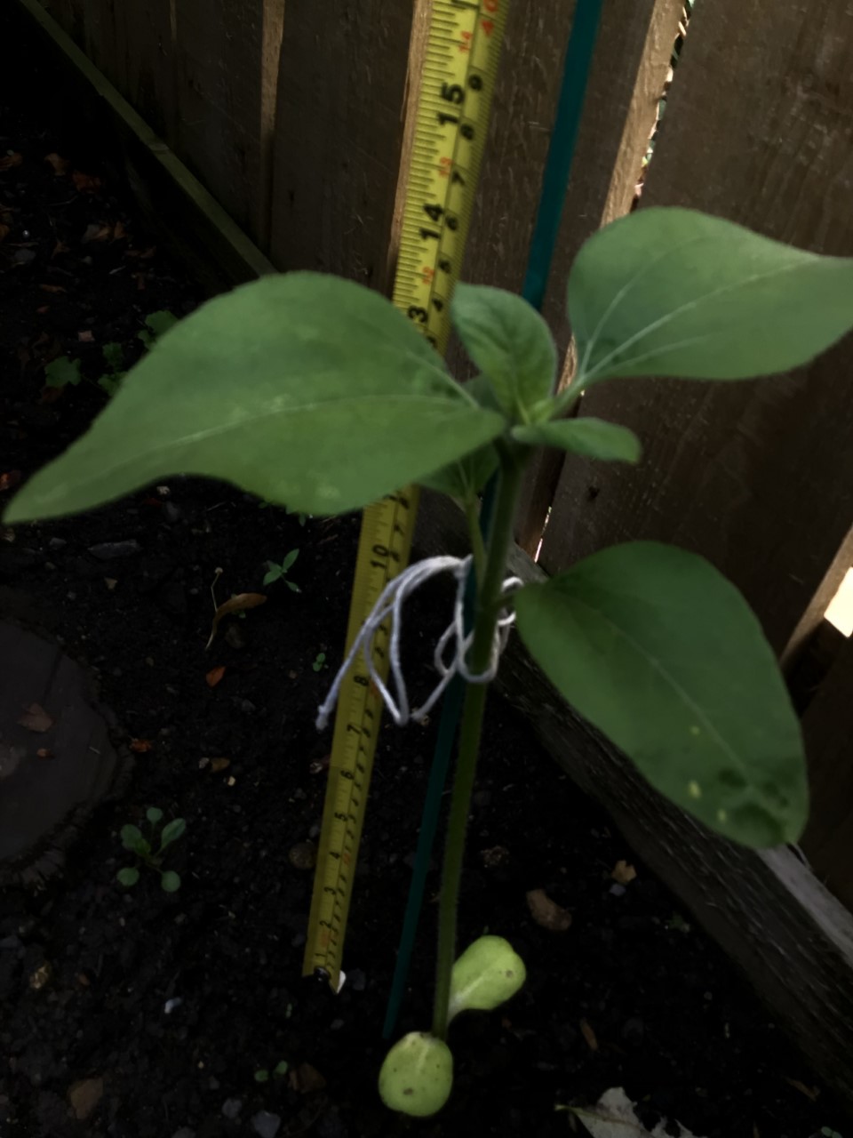 Barbara C- This is how tall my sunflower is 