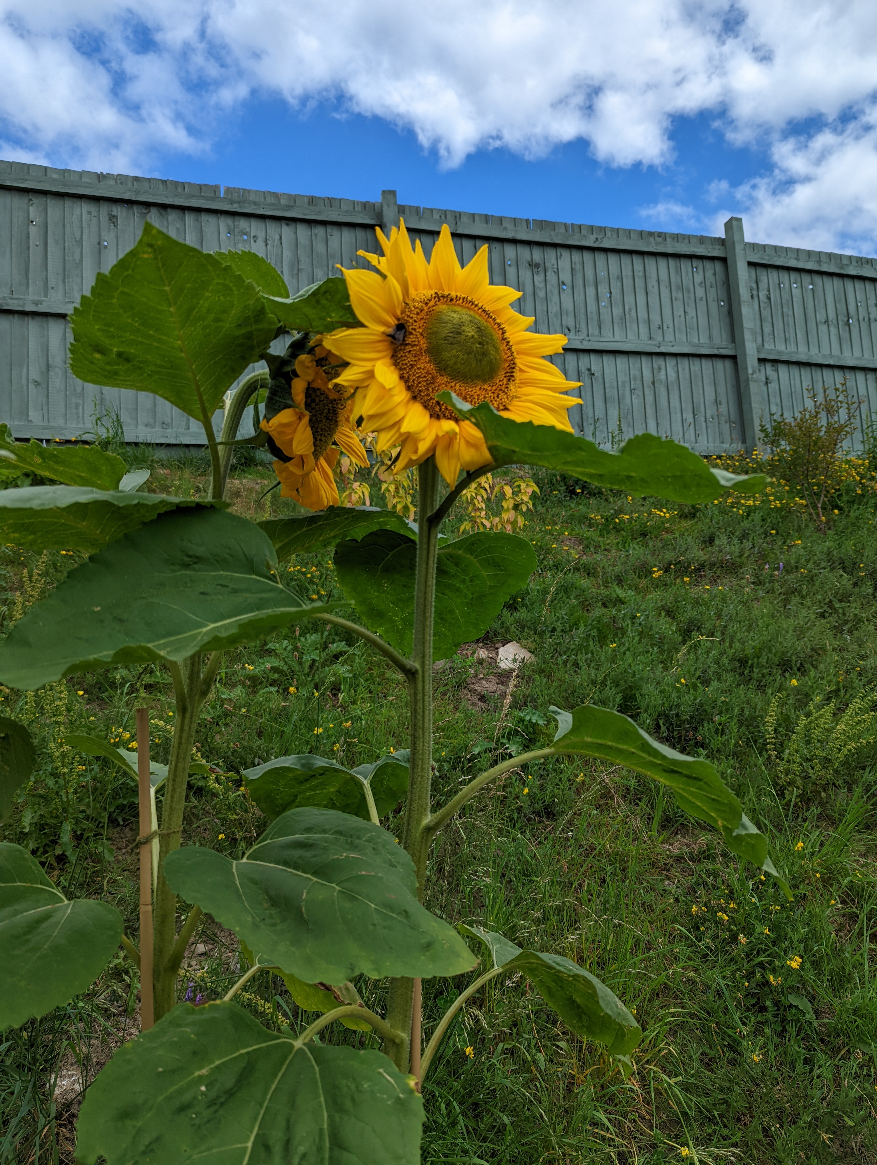  A couple of updates on the sunflowers, the bees are absolutely loving them! 