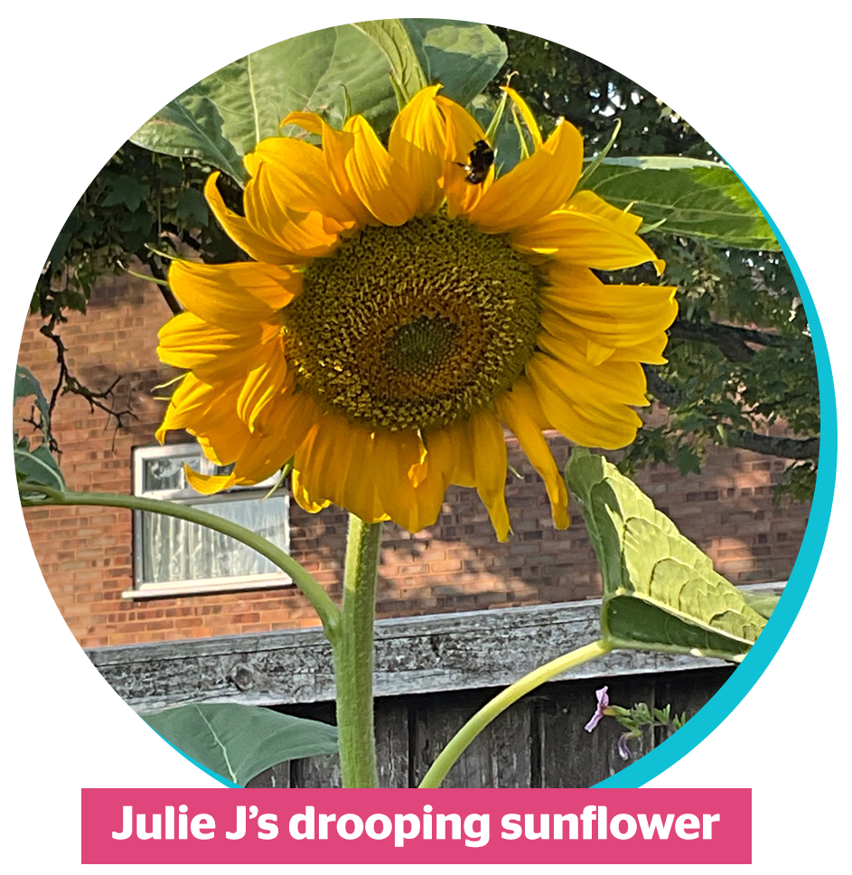 Julie J's drooping sunflower